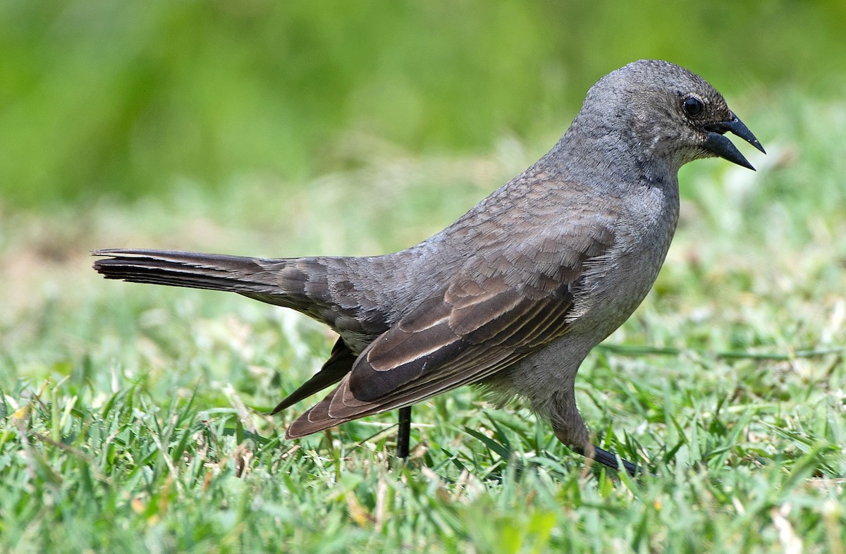 Shiny Cowbird - ML645569729