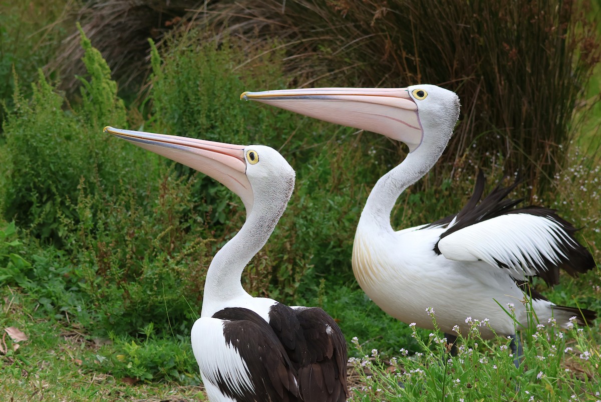Australian Pelican - ML645569730