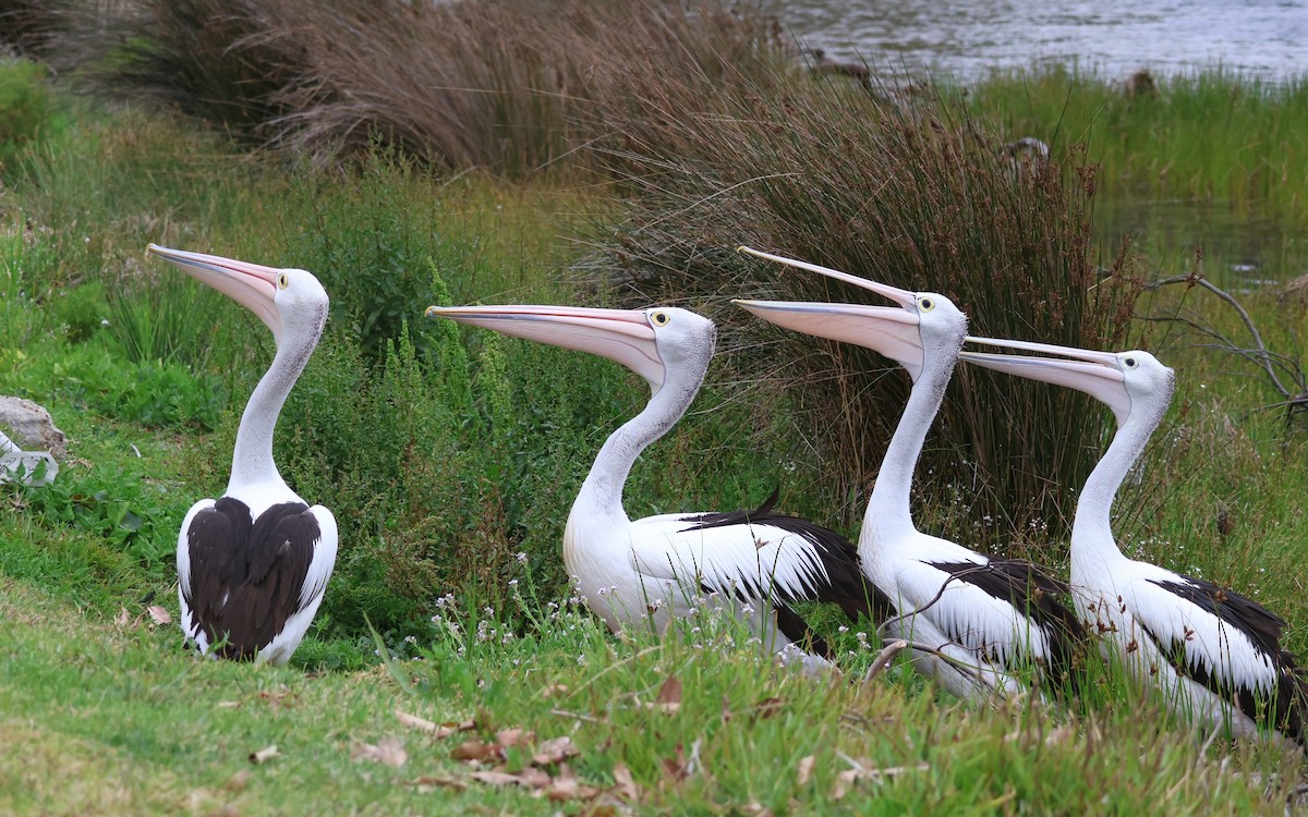 Australian Pelican - ML645569731