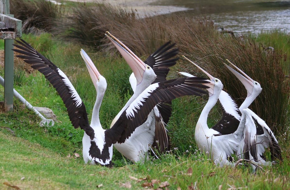 Australian Pelican - ML645569732