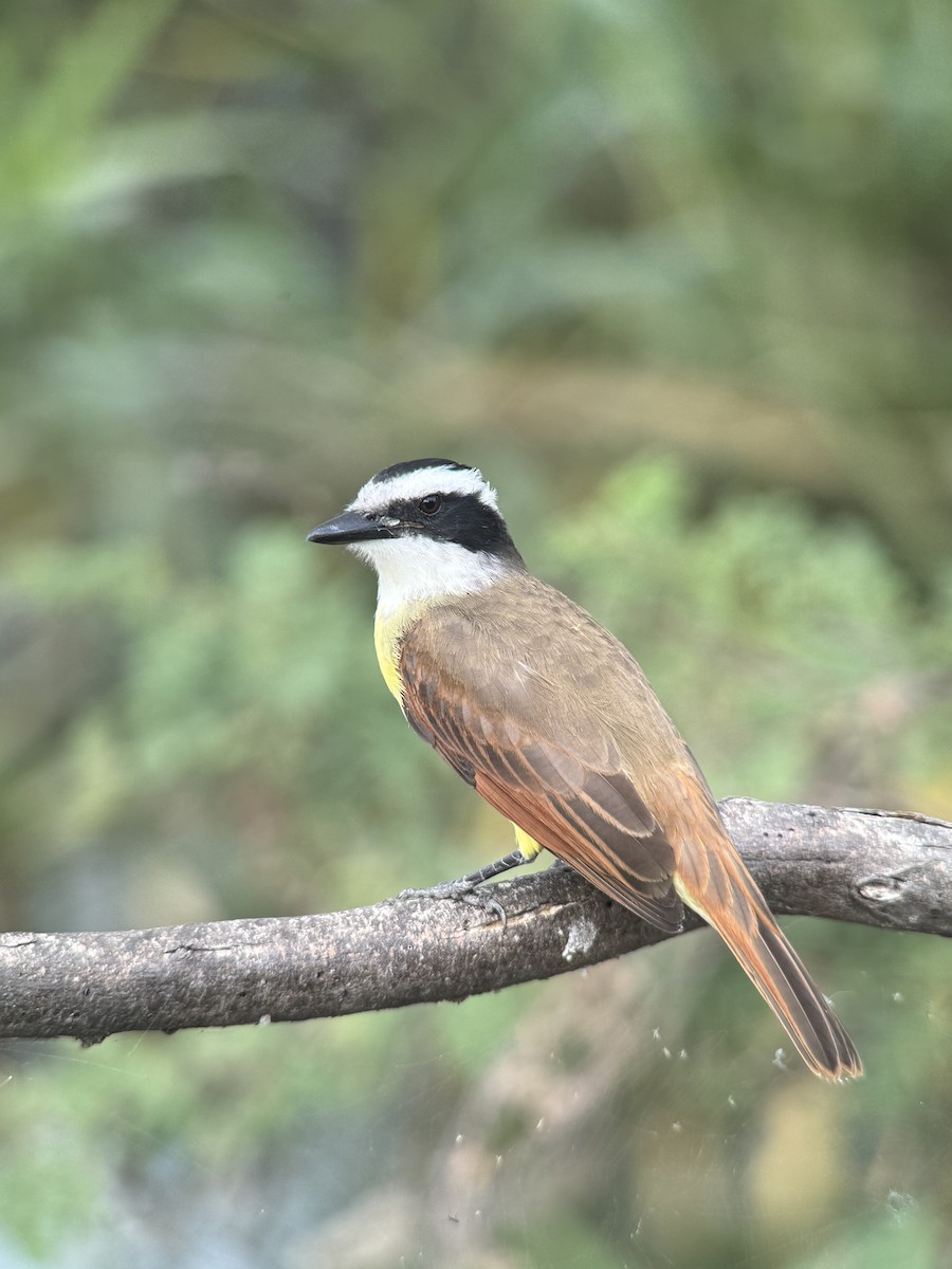 Great Kiskadee - ML645569736
