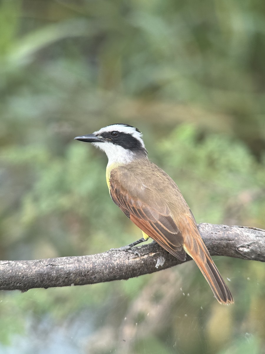 Great Kiskadee - ML645569737