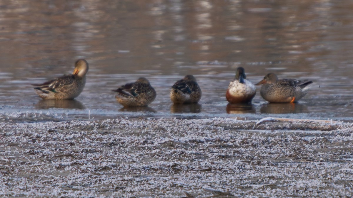 Northern Shoveler - ML645569741