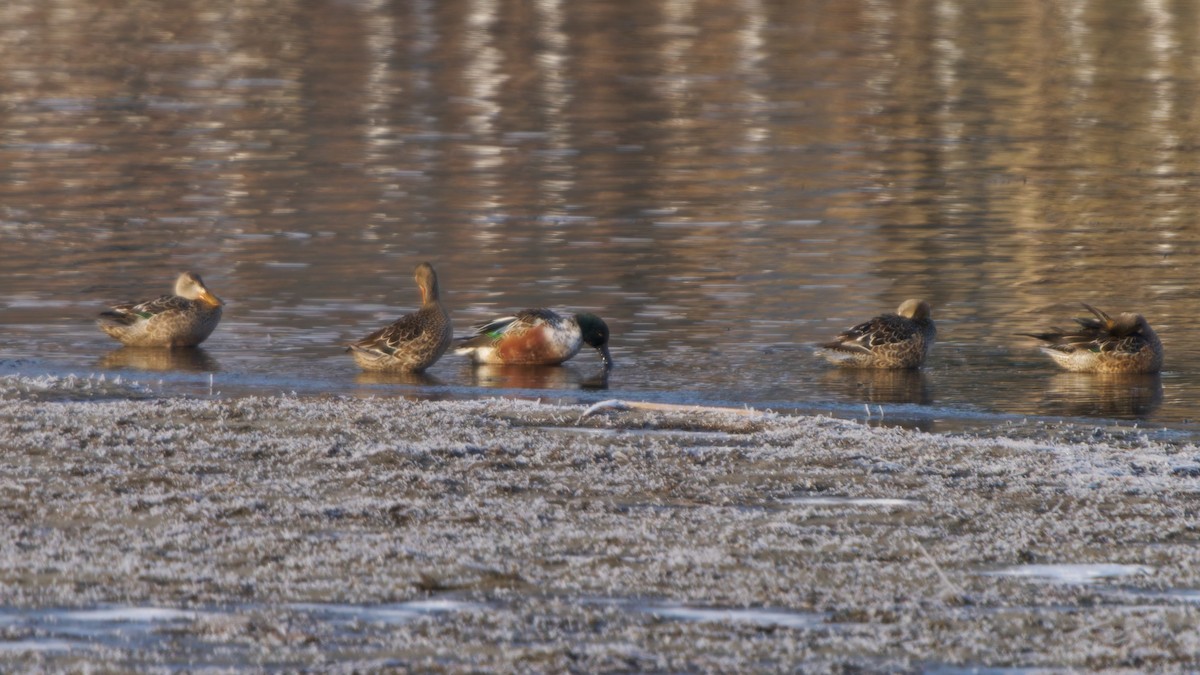 Northern Shoveler - ML645569742