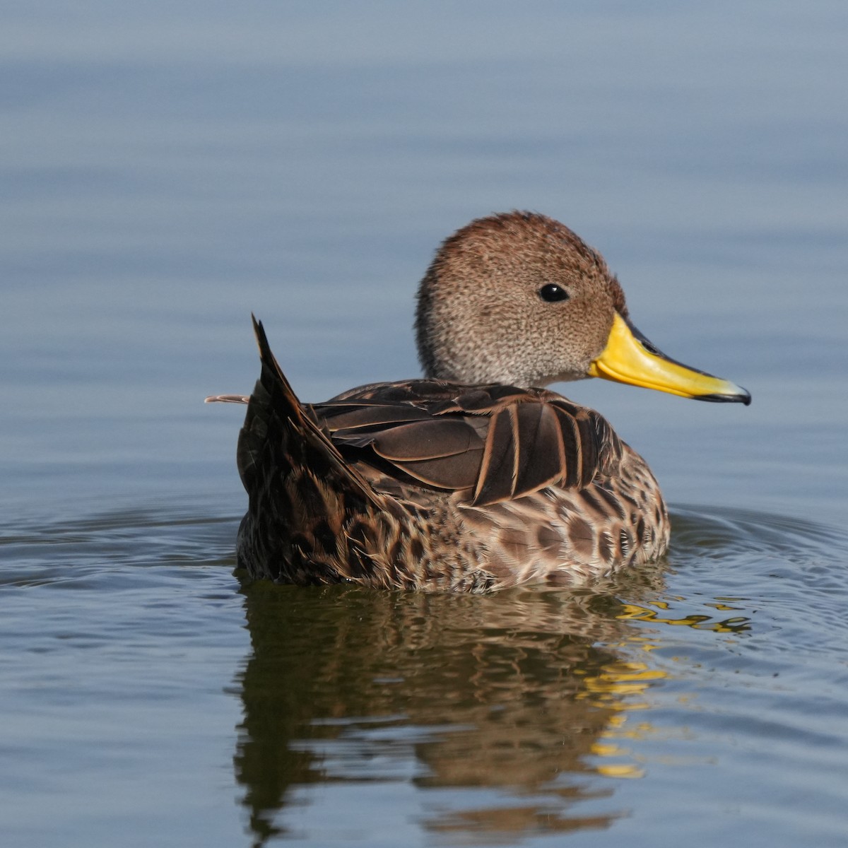 gulnebbstjertand - ML645569744