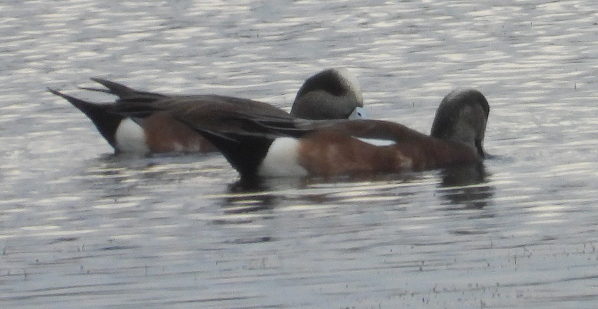 Свищ американський - ML645569751