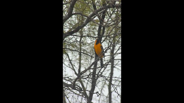Altamira Oriole - ML645569754