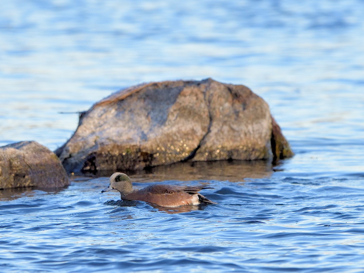 Свищ американський - ML645569755