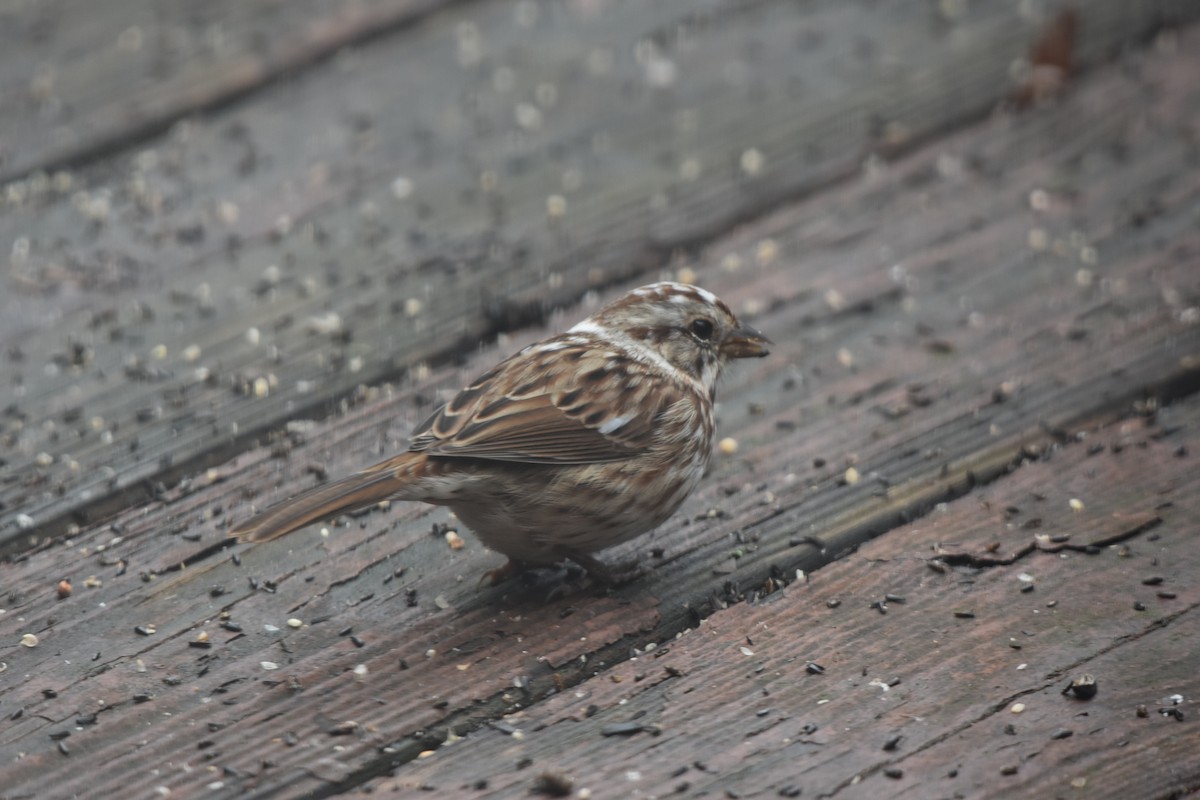 Song Sparrow - ML645569760
