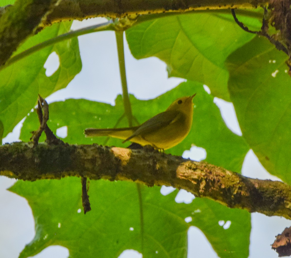 Wilson's Warbler - ML645569766