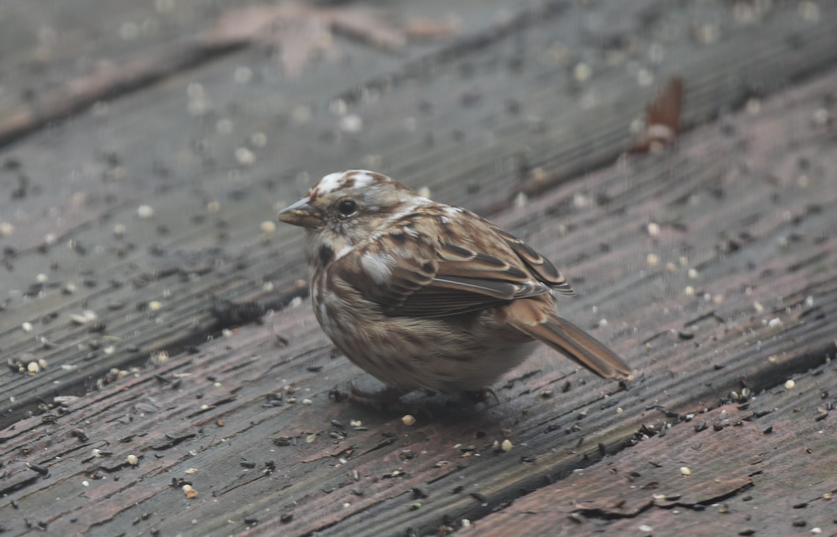 Song Sparrow - ML645569771
