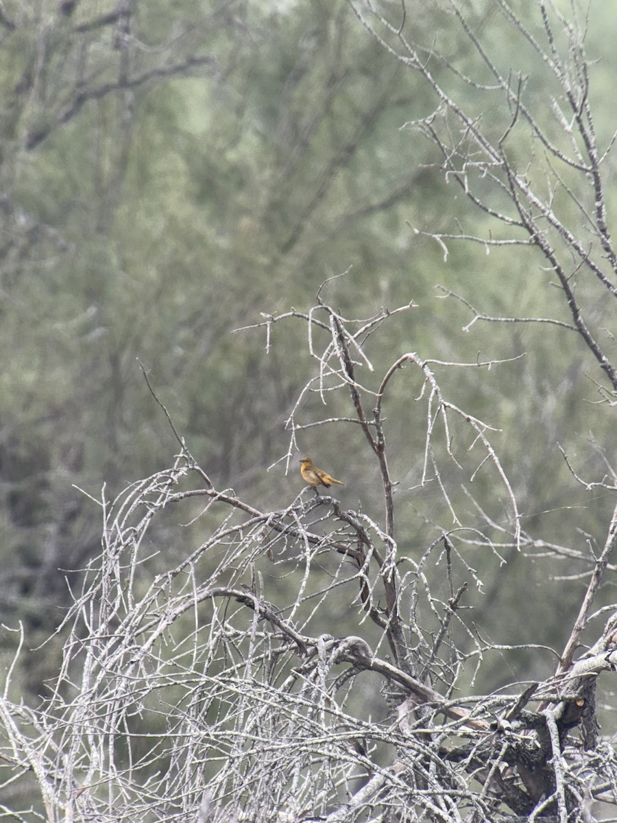 Summer Tanager - ML645569777