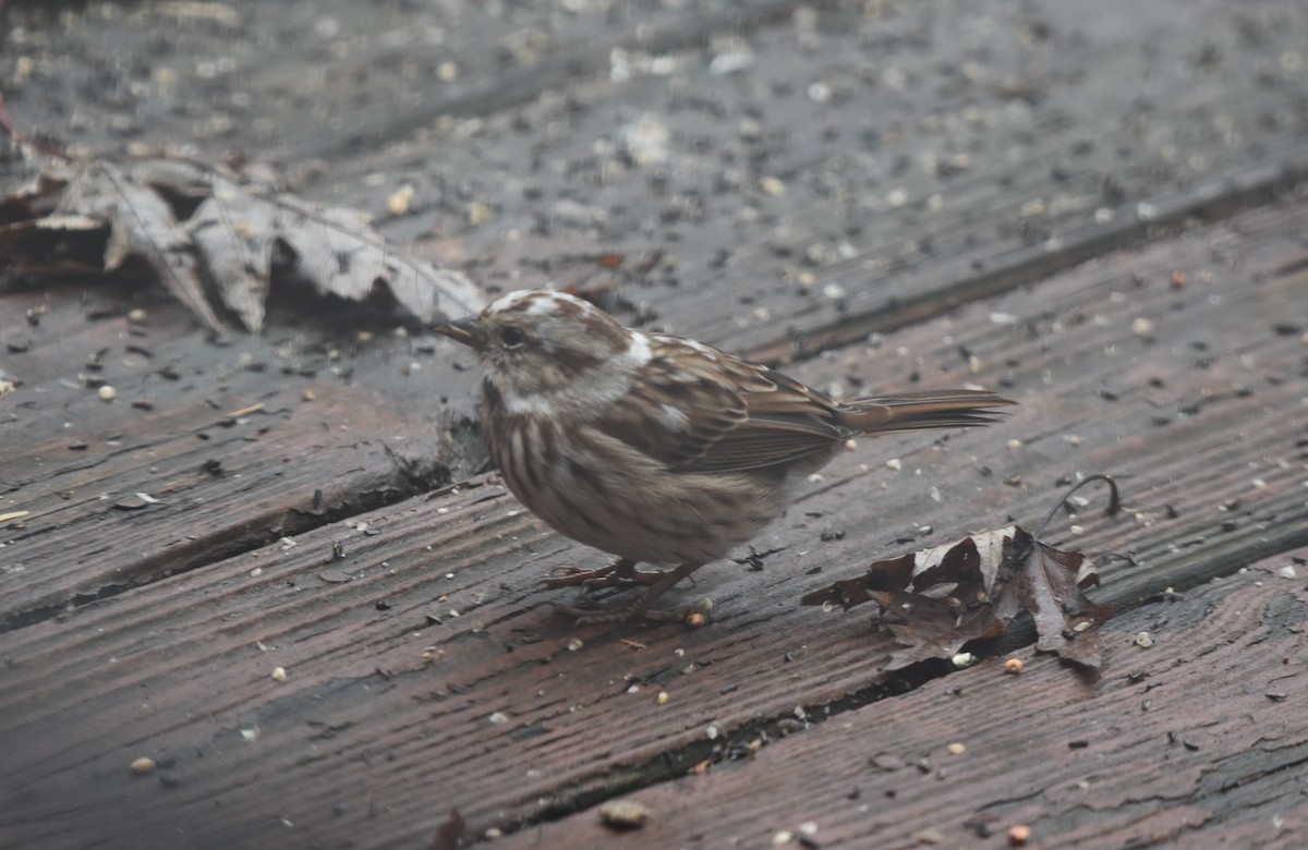 Song Sparrow - ML645569805