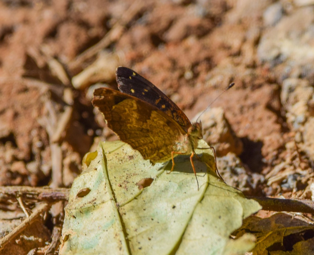 Insects - ML645569806