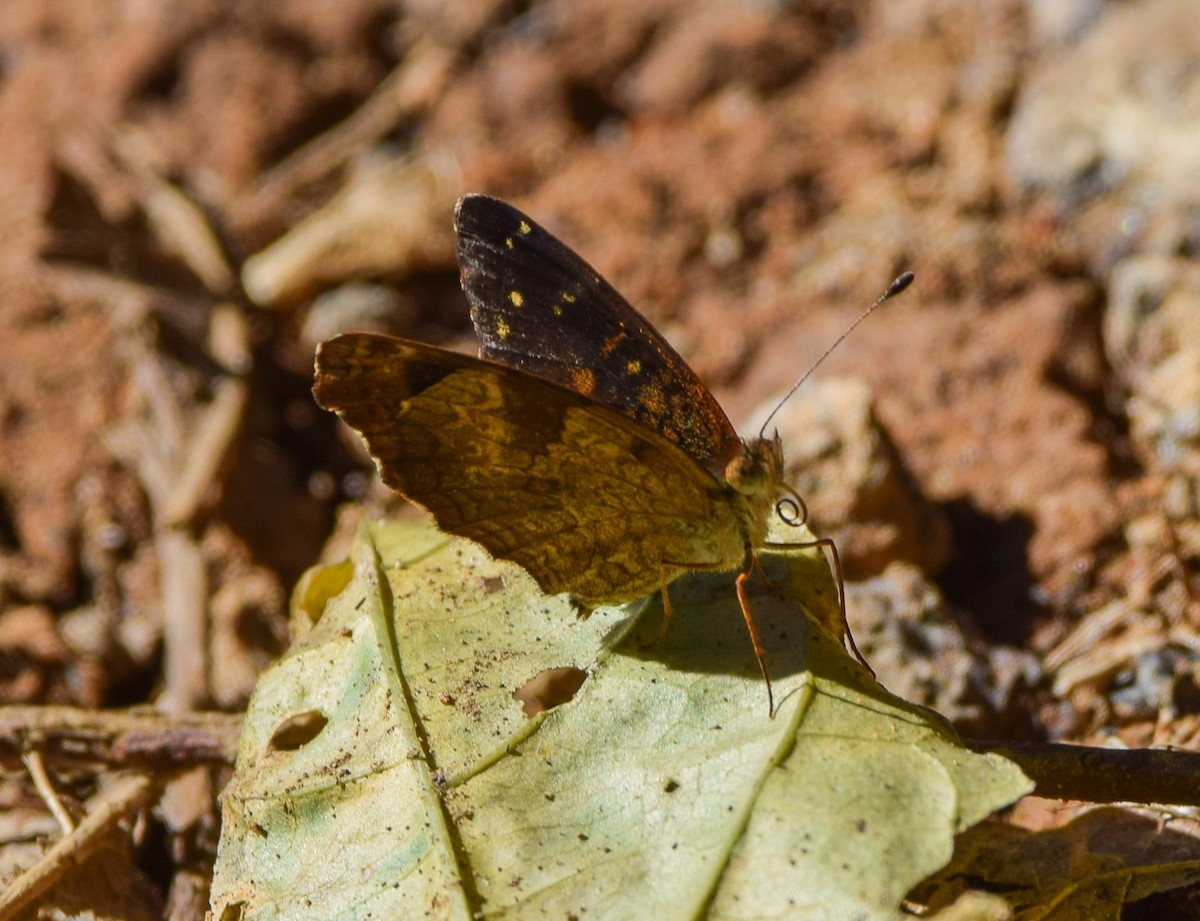 Insects - ML645569807