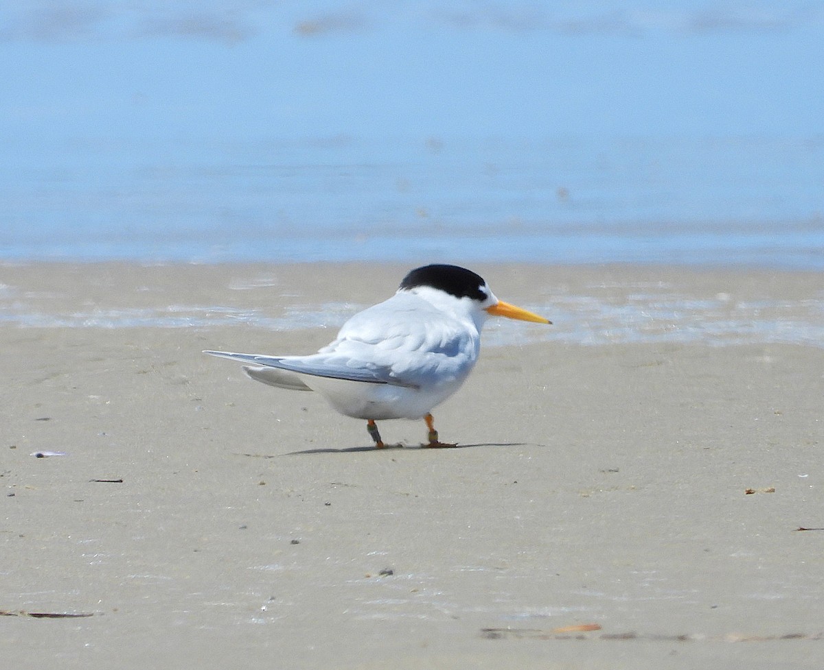 Australian Fairy Tern - ML645569808