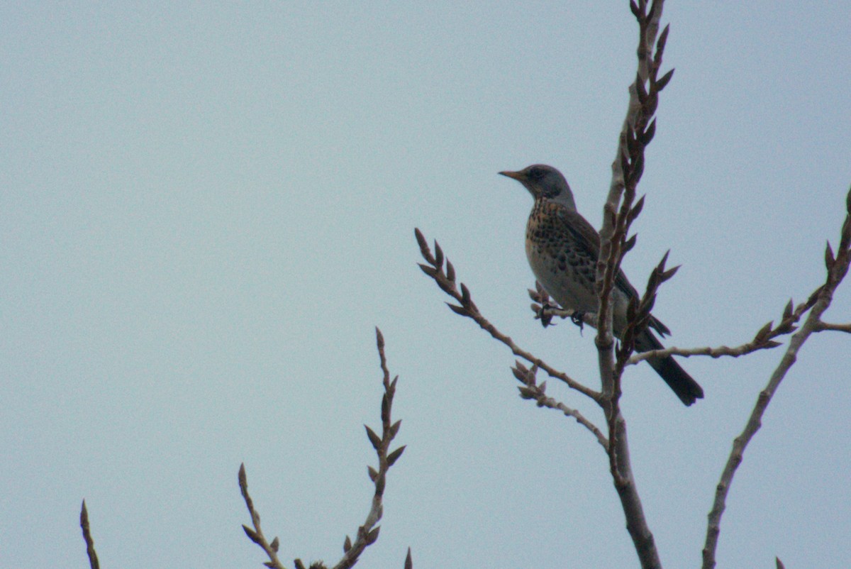 Fieldfare - ML645569810