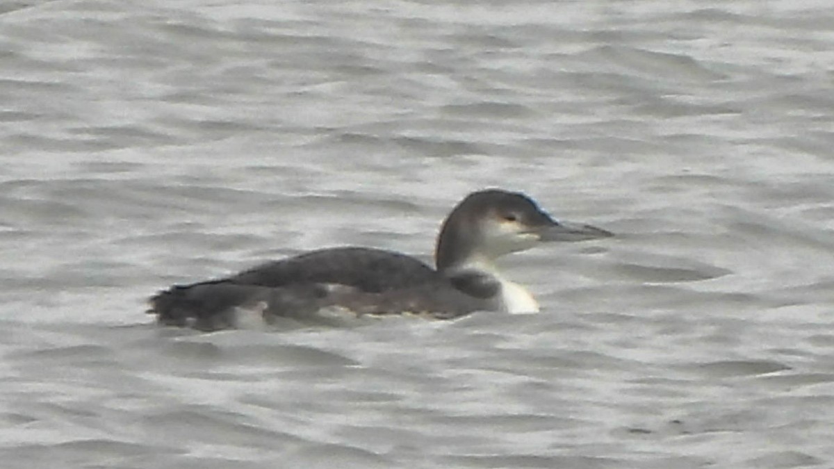 Common Loon - ML645569813
