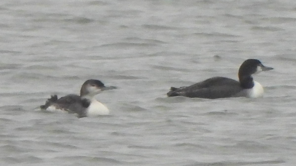 Common Loon - ML645569814