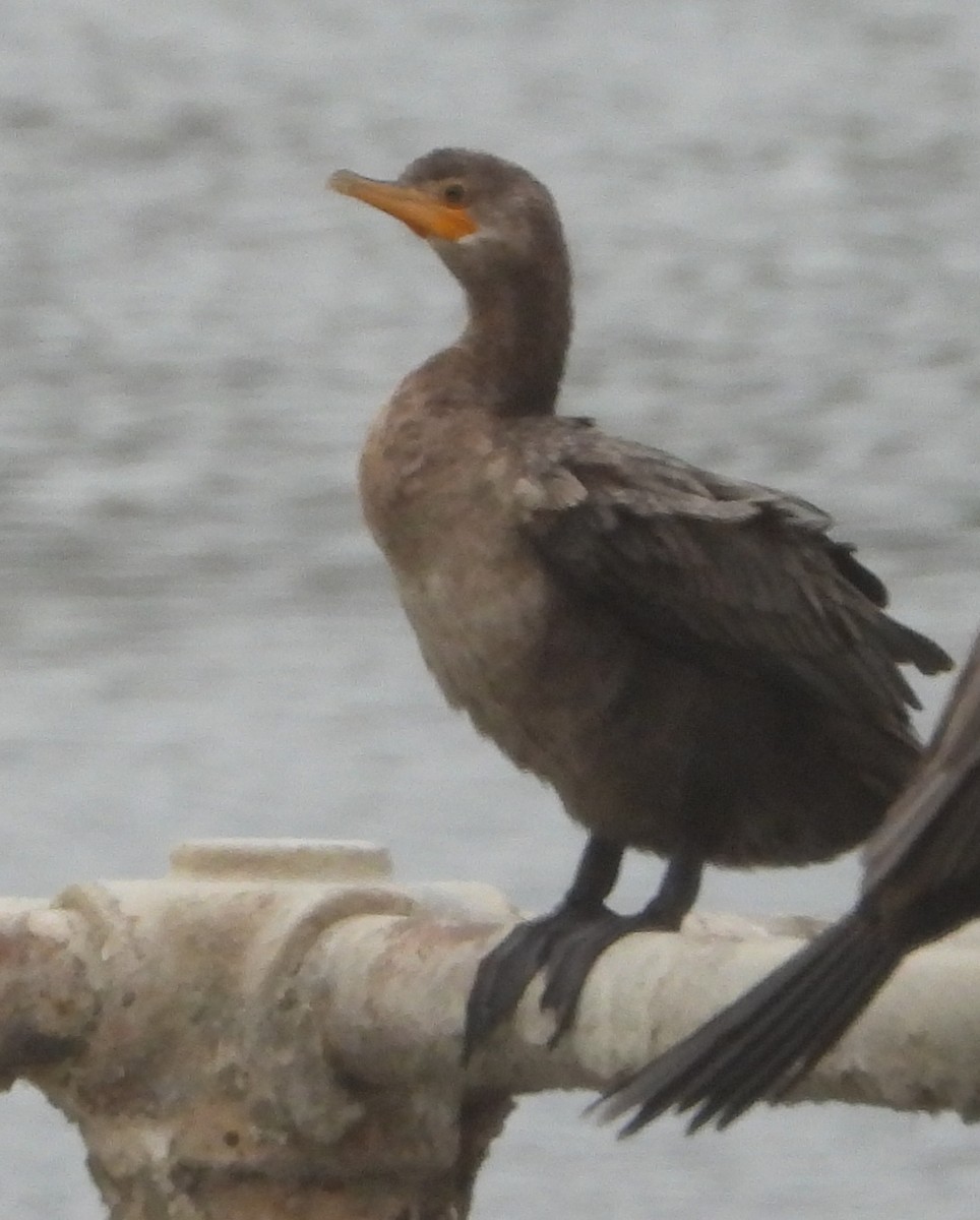 totoppskarv - ML645569818