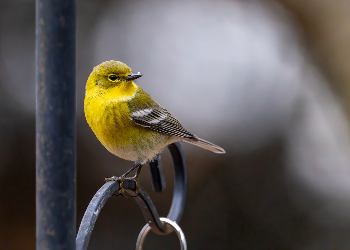סבכון אורנים - ML645569822