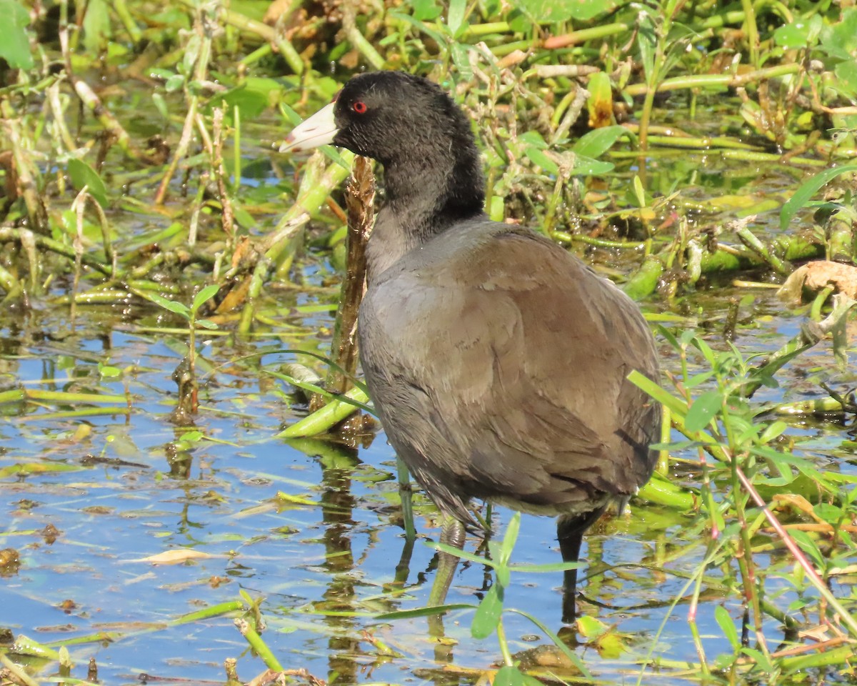 Focha Americana - ML645569825