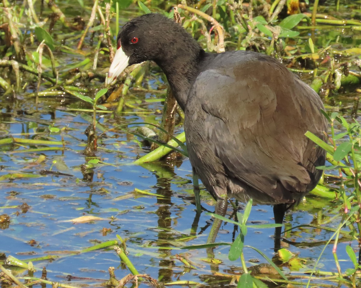 Focha Americana - ML645569826