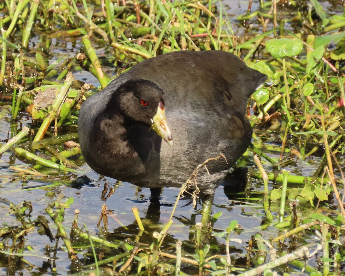 Focha Americana - ML645569827