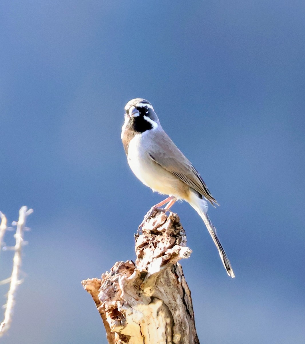 Black-throated Sparrow - ML645569829
