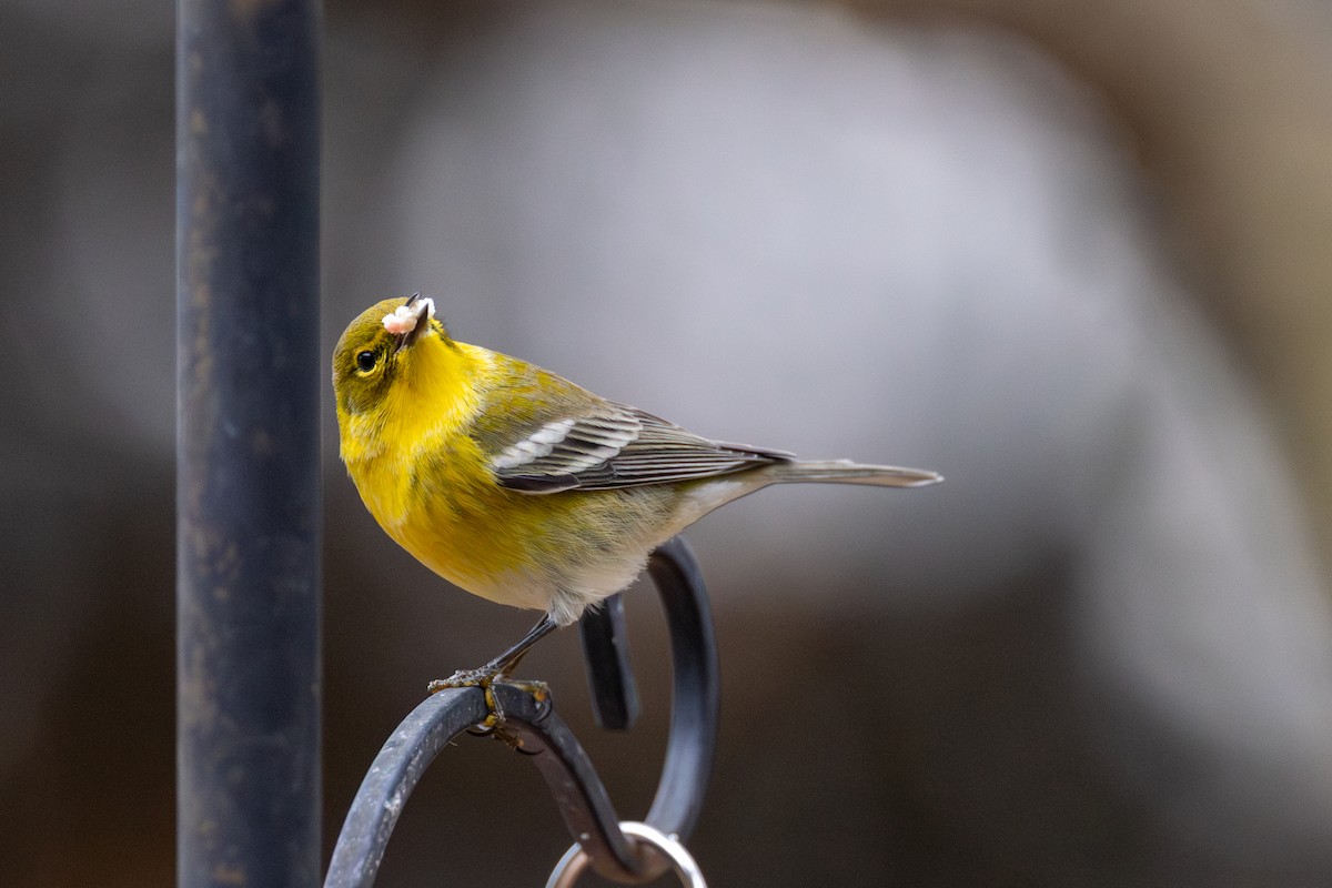 סבכון אורנים - ML645569832