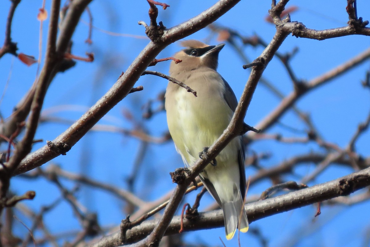 brkoslav americký - ML645569842