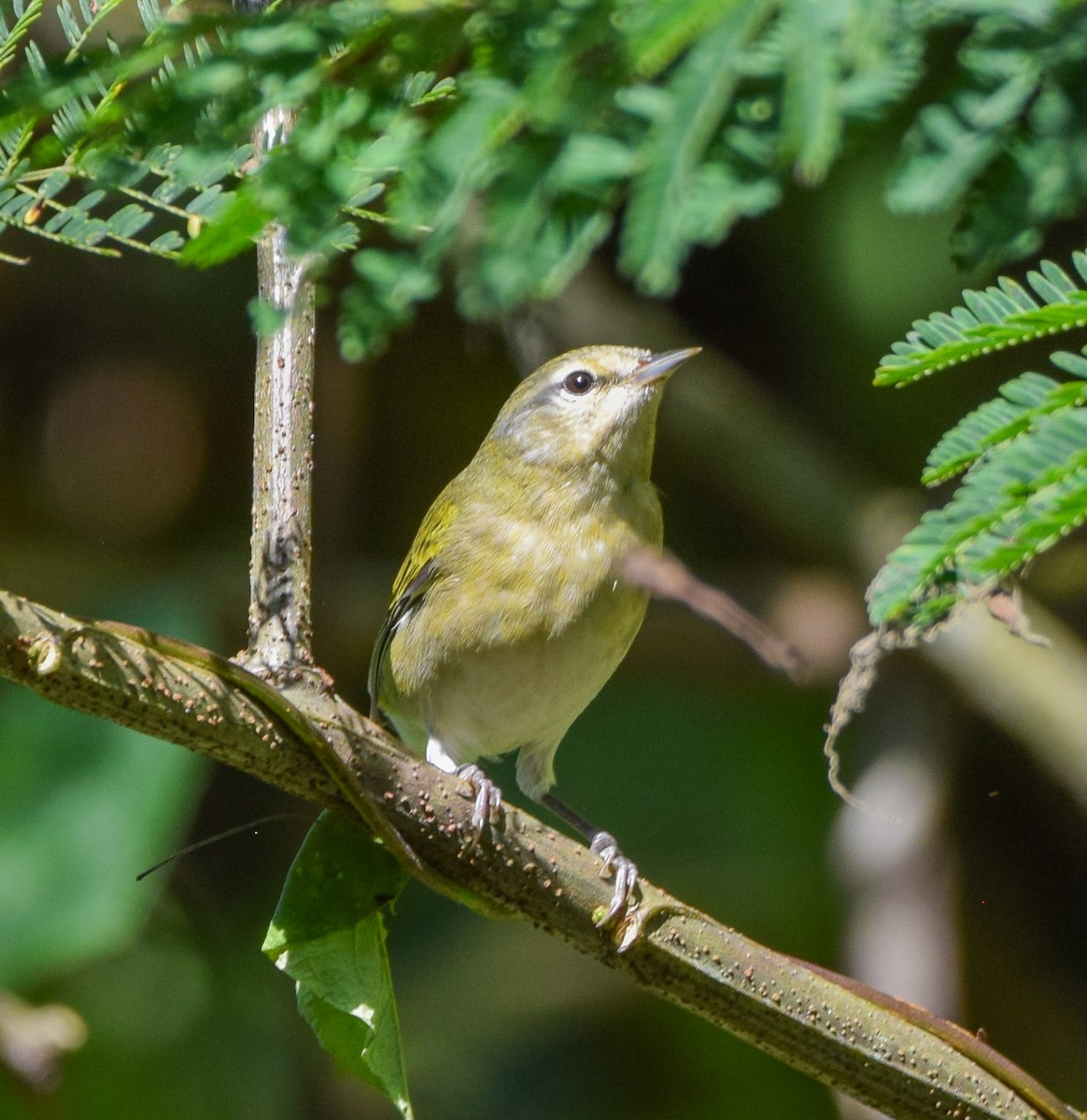 Червоїд світлобровий - ML645569846