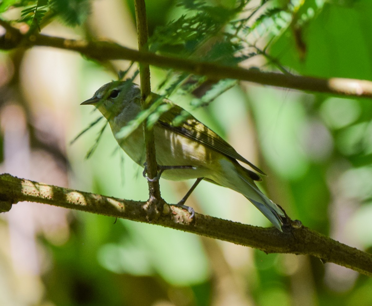 Червоїд світлобровий - ML645569848