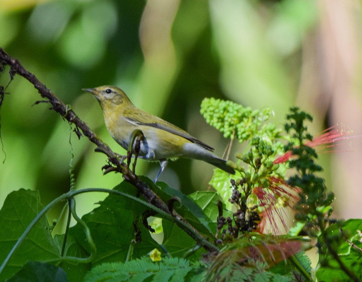 Червоїд світлобровий - ML645569849