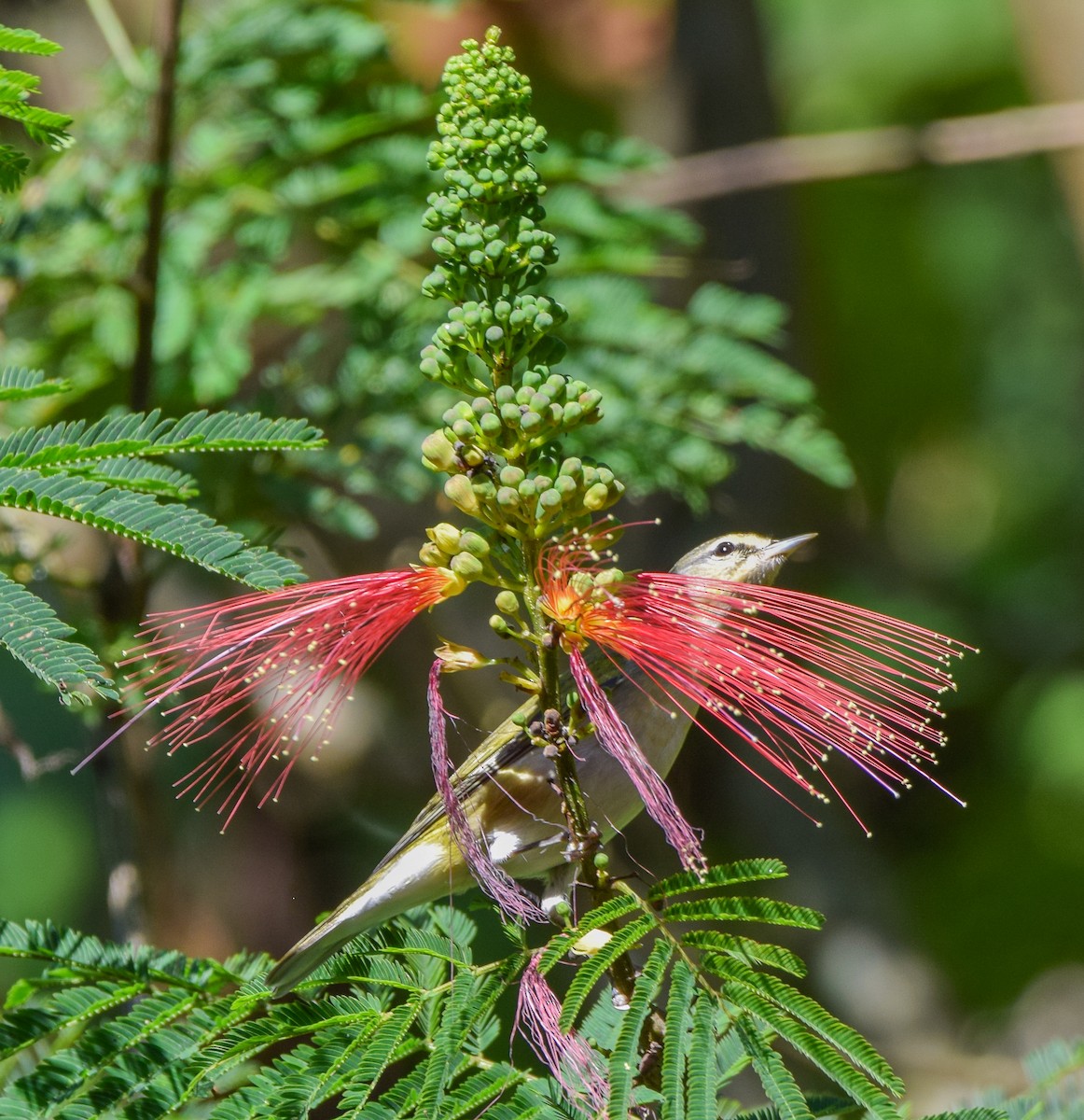 Червоїд світлобровий - ML645569851