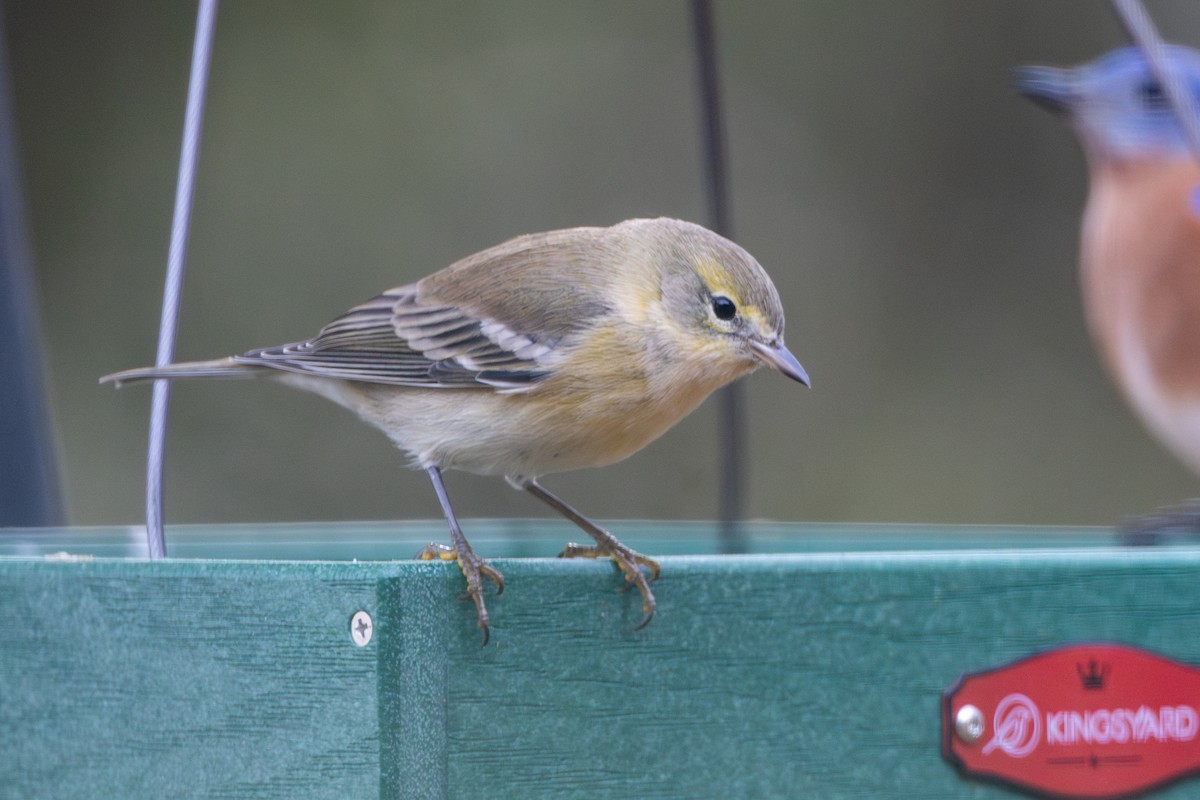 סבכון אורנים - ML645569861