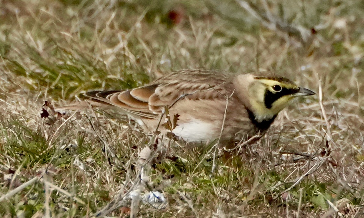 Alondra Cornuda - ML645569862