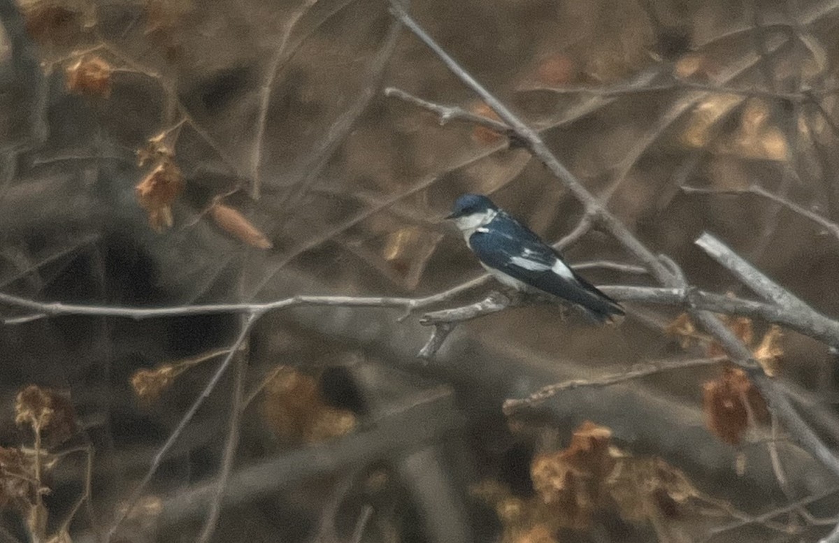 White-winged Swallow - ML645569863