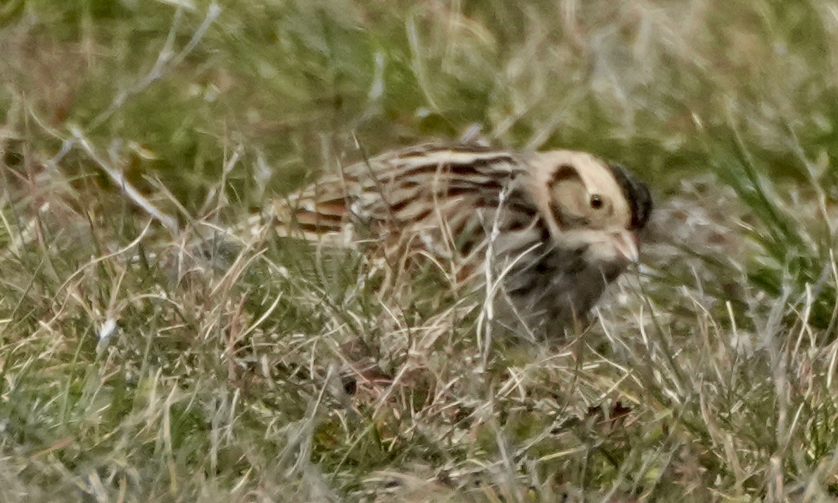 Подорожник лапландський - ML645569869