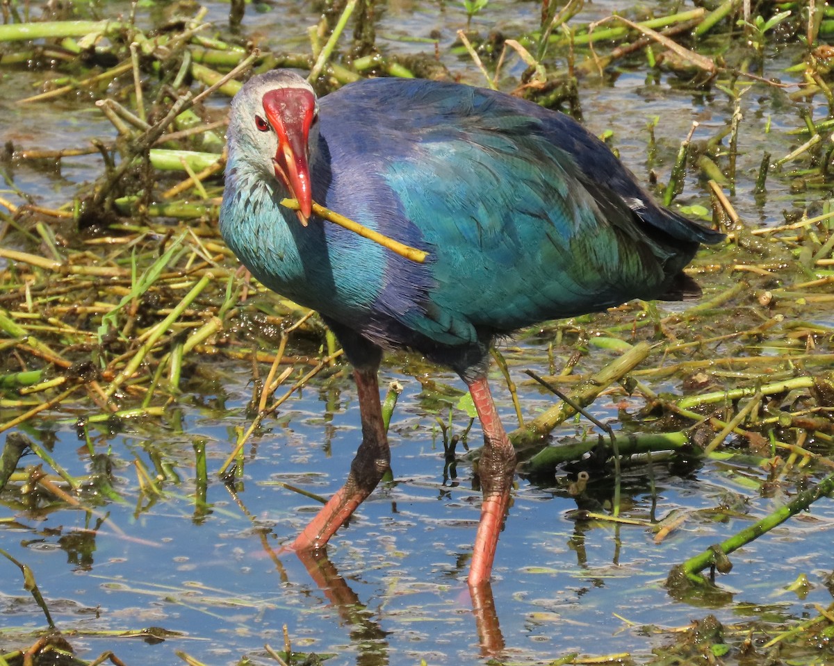 Uroilo urdin burugrisa - ML645569872