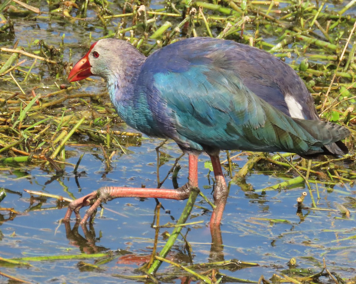 Uroilo urdin burugrisa - ML645569873