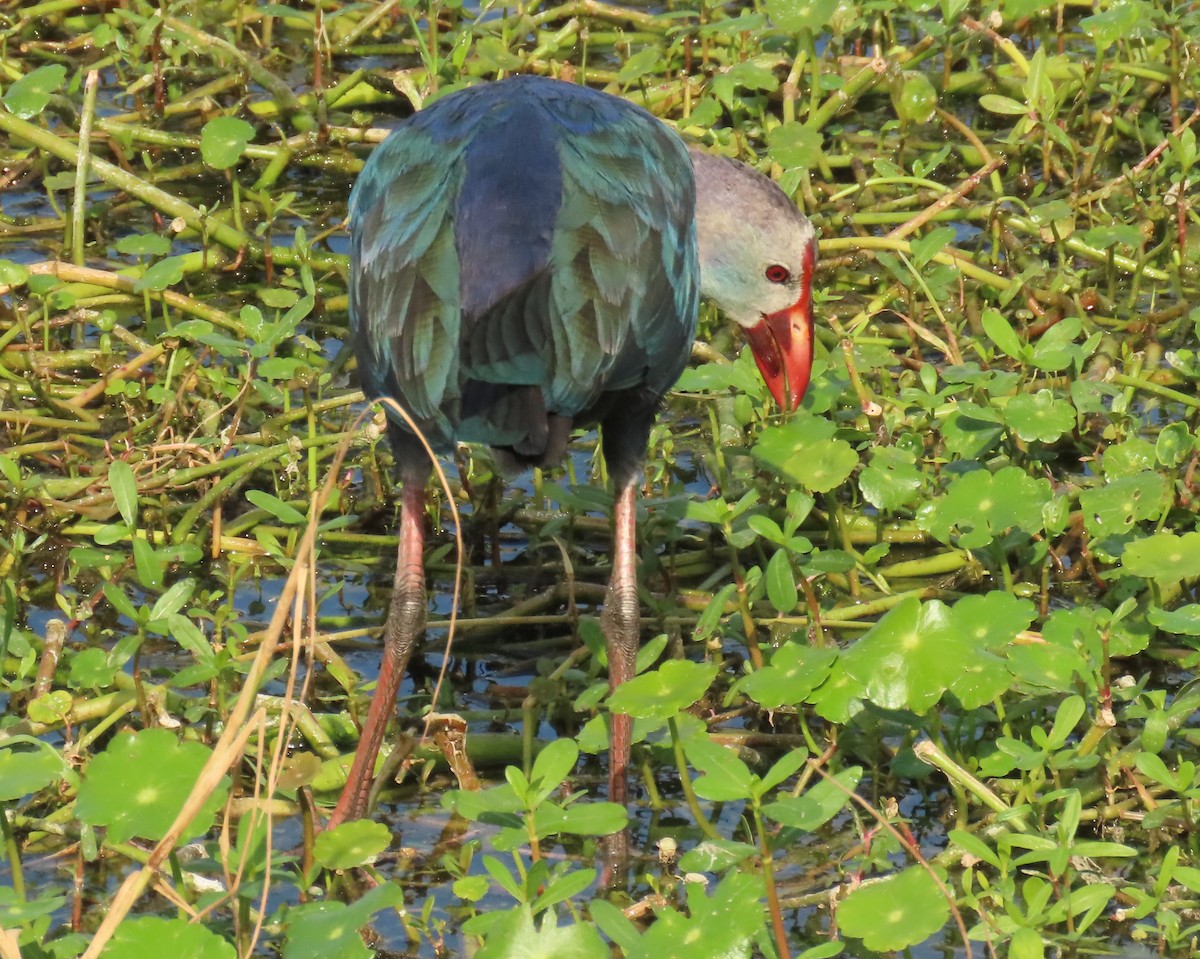 Uroilo urdin burugrisa - ML645569875