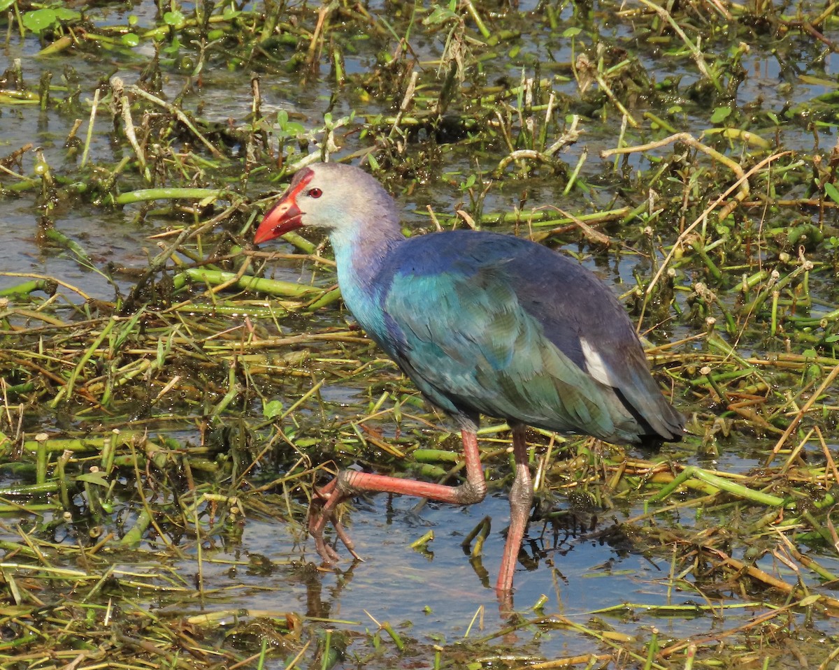 Uroilo urdin burugrisa - ML645569876