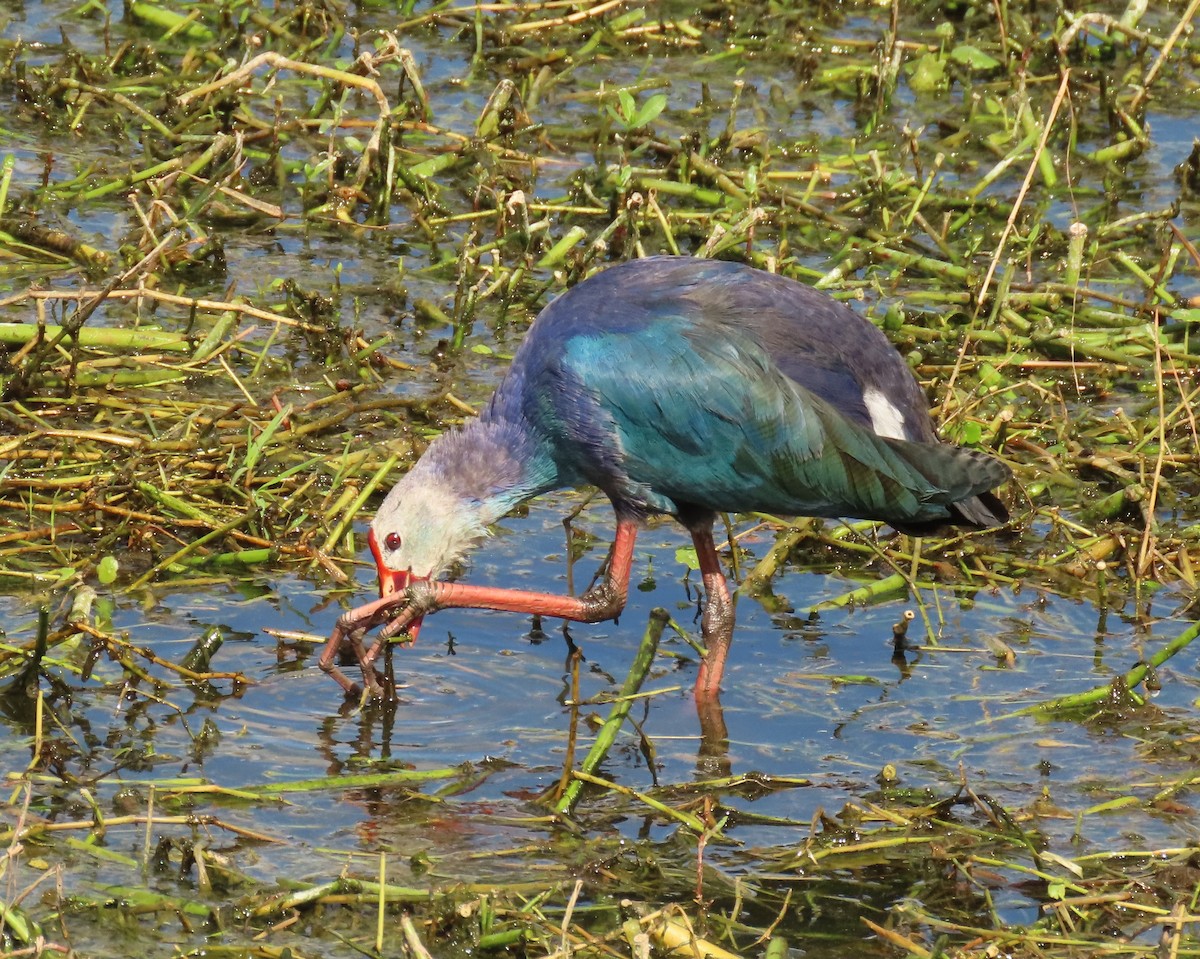 Uroilo urdin burugrisa - ML645569877