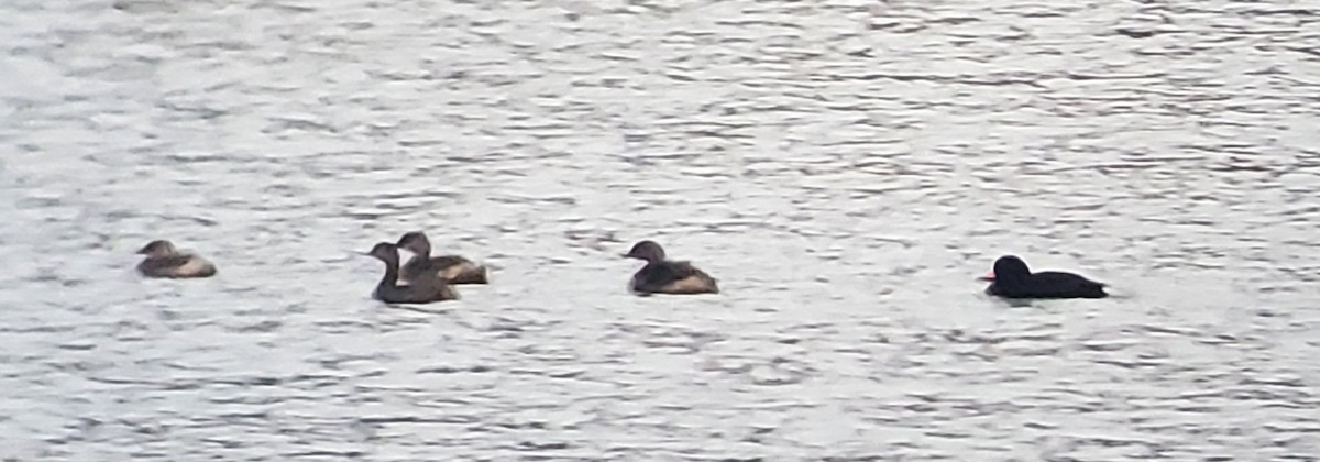 amerikasvartand - ML645569879