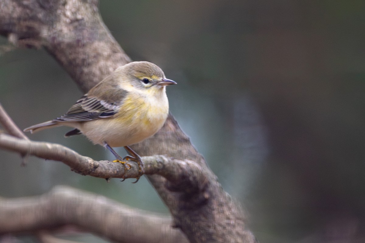 סבכון אורנים - ML645569901