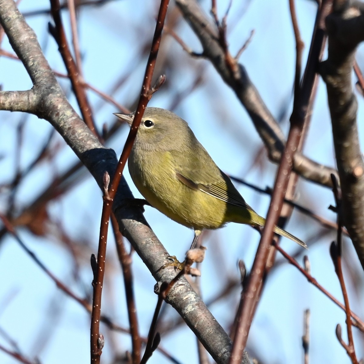 Orange-crowned Warbler - ML645569903
