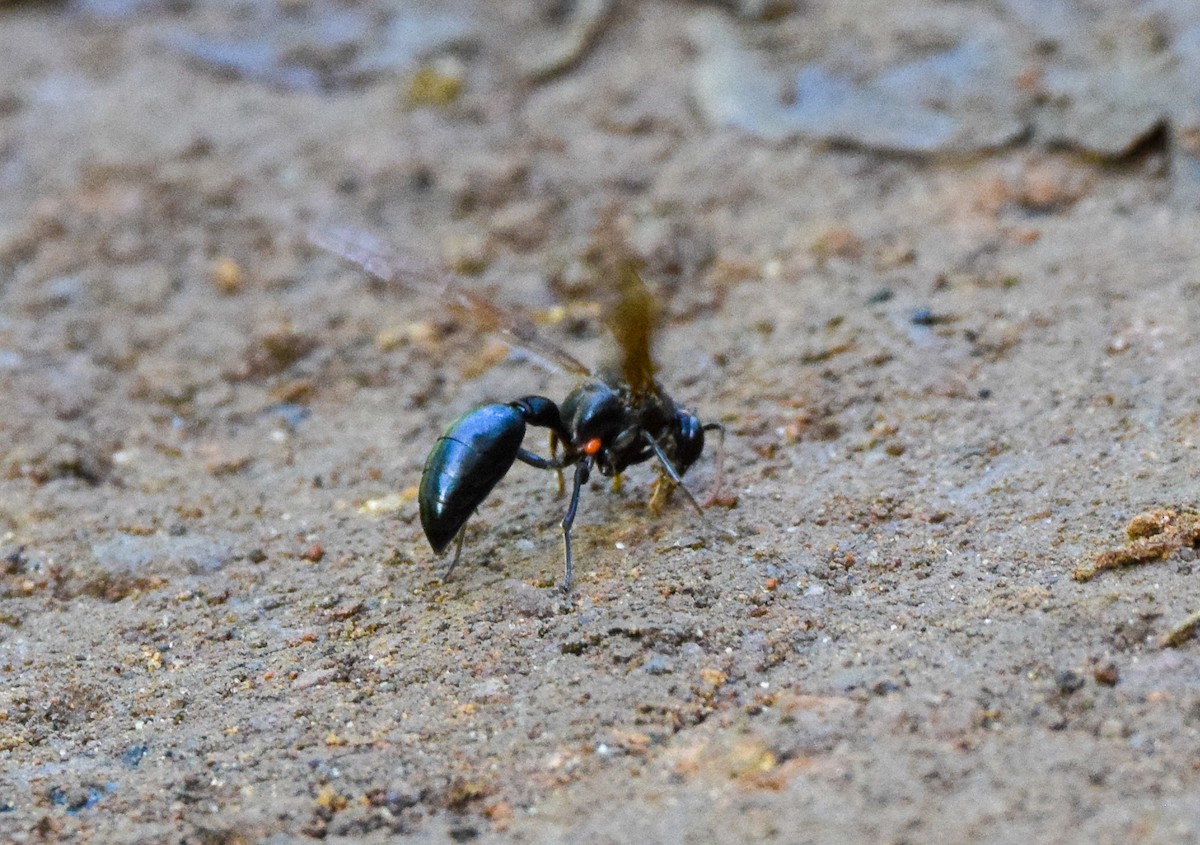 Insects - ML645569904