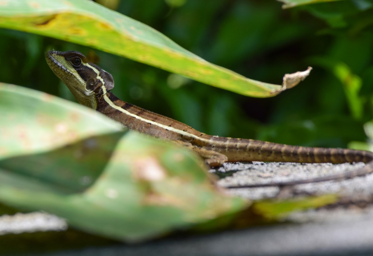 Reptiles - ML645569905