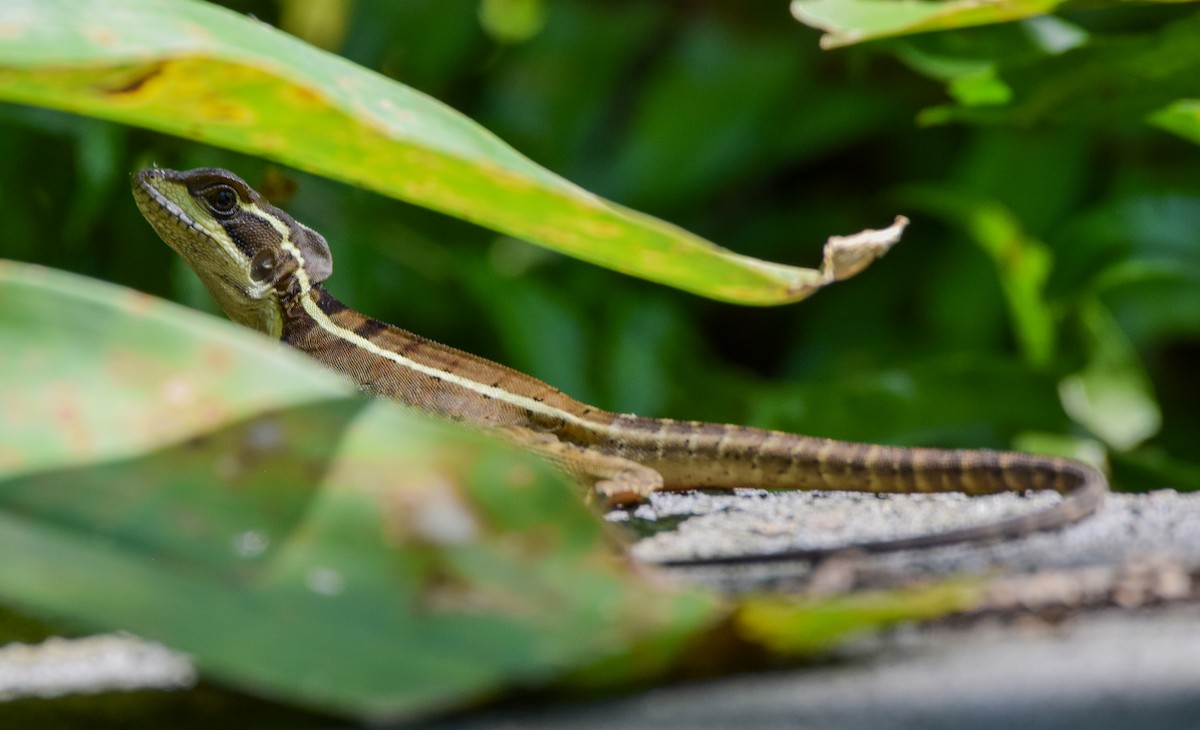 Reptiles - ML645569906